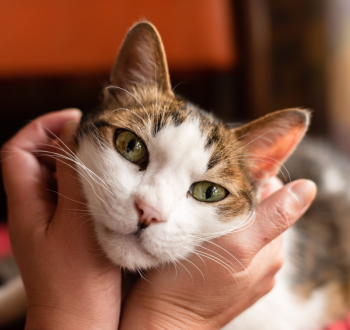 Gallery image thumbnail